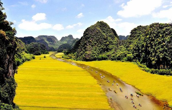 Tam coc rice fields